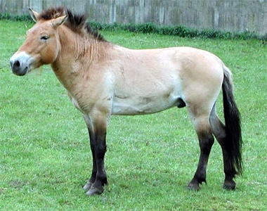   (Equus przewalskii),  