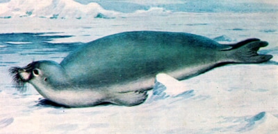 Морской заяц, лахтак (Erignathus barbatus), рисунок картинка тюлени