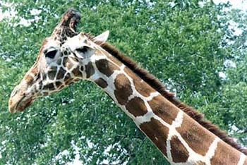 жираф (Giraffa camelopardalis), фото, фотография