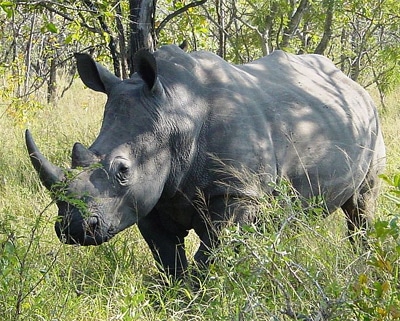 Белый носорог (Ceratotherium simum), фото фотография, непарнокопытные