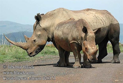 Белые носороги (Ceratotherium simum), фото фотография, непарнокопытные