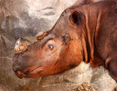 Суматранский носорог (Dicerorhinus sumatrensis), фото фотография, непарнокопытные