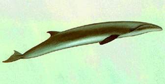  , Pygmy right Whale, aperea marginata,   , , 