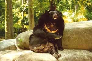 белогрудый медведь, уссурийский медведь (Ursus thibetanus), гималайский медведь, медведь уссурийский, фото, фотография