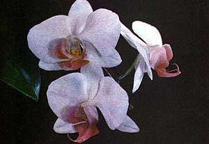 орхидея, фаленопсис гибридный, фото, фотография