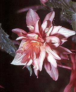   ,    (Begonia x tuberhybrida), , 