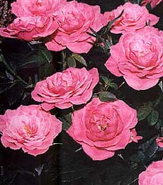 розы, roses, розовый куст, розовые розы, фото, фотография