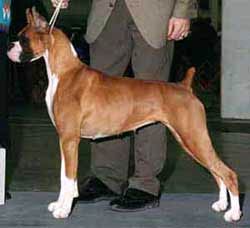 Немецкий боксер, фото фотография собаки
