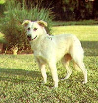 Atlas Sheepdog (Aidi)