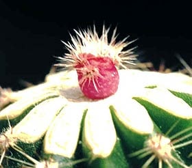  , Rebutia violaciflora, Rebutia minuscula, , , 