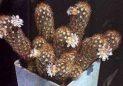 маммилярия элонгата, фото, Mammillaria prolifera, кактус, фотография