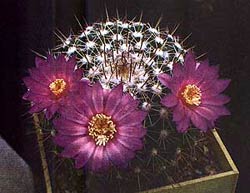  , Mammillaria melanocentra rubrograndis, , , 