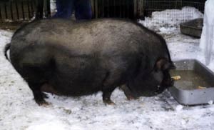 Чорнушка у корыта, вьетнамские карликовые свиньи, фото, фотография