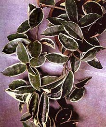 хойя мясистая, мясистая хойя (Hoya carnosa), фото, фотография