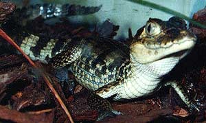  ,  ,   (Caiman crocodilus fuscus), , 