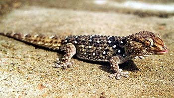   (Pachydactylus bibroni),    www.gecko.ru,   