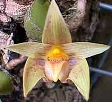  , Bulbophyllum lobbii, , , 