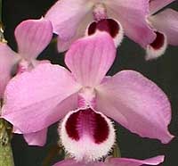 дендробиум Париша, Dendrobium parishii, фото, фотография, орхидея
