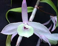 дендробиум Пьерара, Dendrobium pierardii, фото, фотография, орхидея