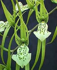  ,  , Brassia verrucosa, , , 