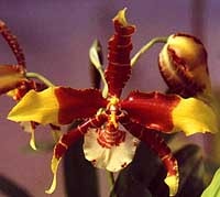 одонтоглоссум большой, большой одонтоглоссум, Odontoglossum grande, фото, фотография, орхидея