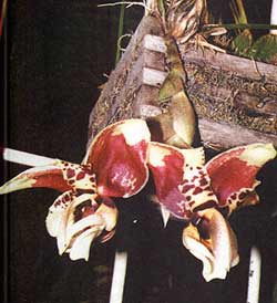 орхидея, странгопея тигровая, фото, фотография